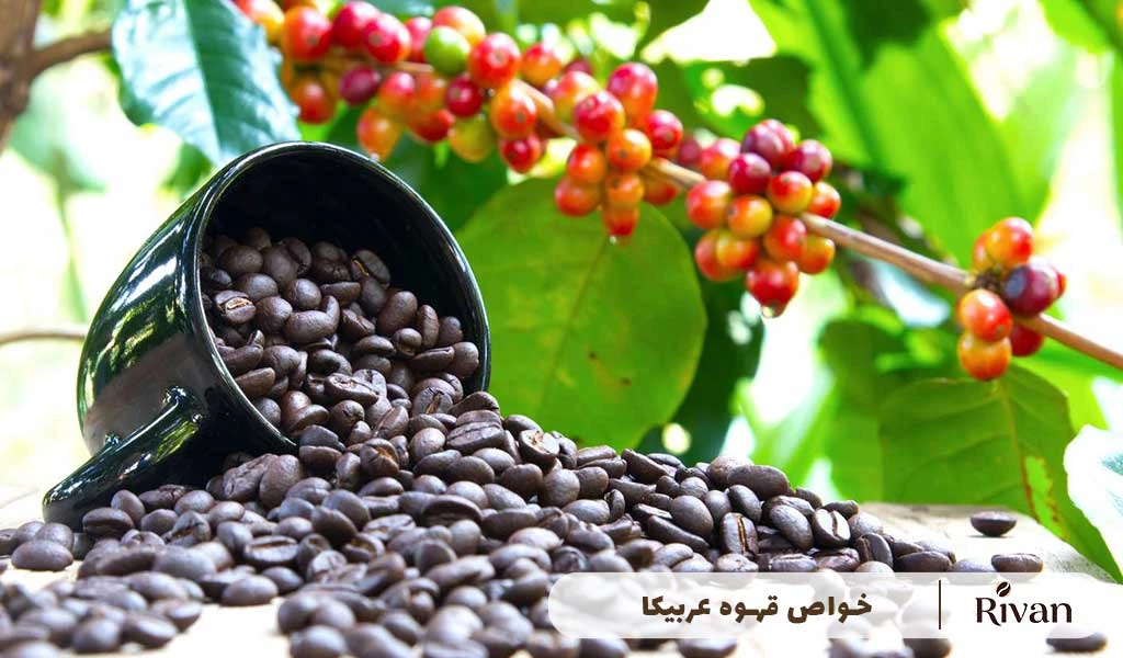 خواص قهوه عربیکا