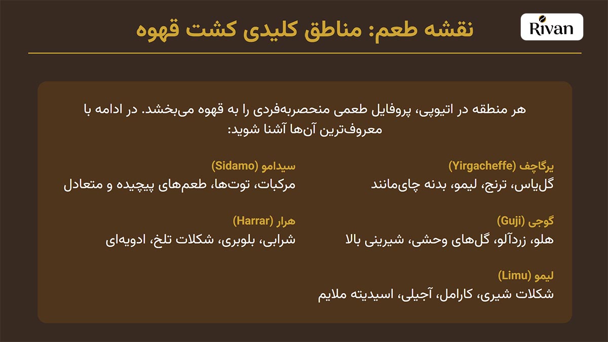 انواع قهوه اتیوپی Ethiopian Coffee Varieties انواع قهوه اتیوپی