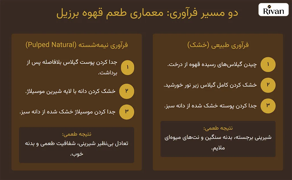 روش فراوری قهوه عربیکا برزیل Methods for Processing Brazilian Arabica Coffee روش فراوری قهوه عربیکا برزیل