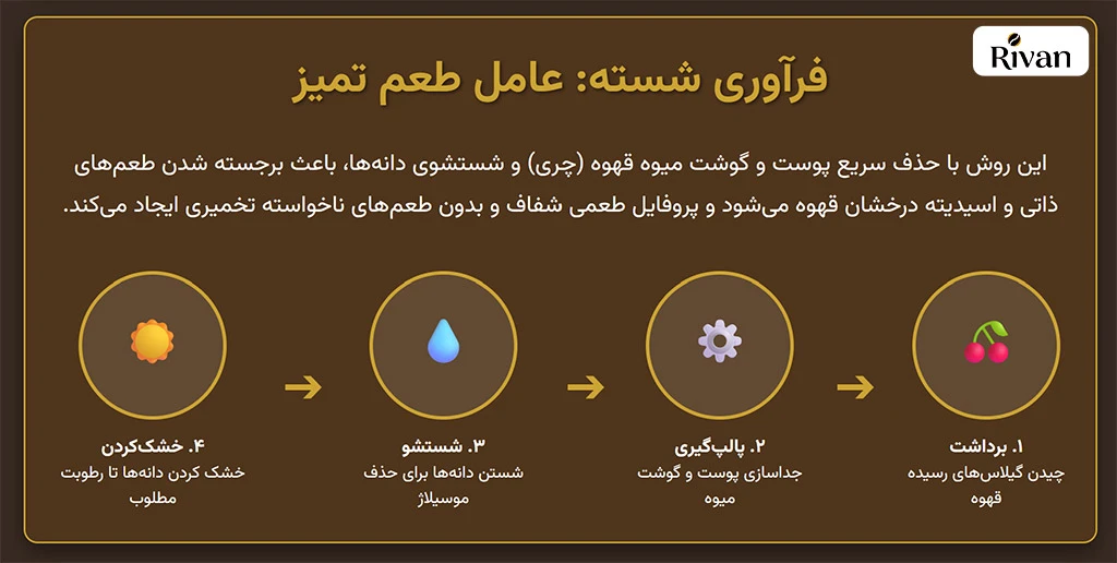 فرآوری قهوه عربیکا کامرون