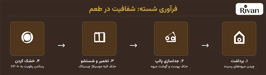 فراوری قهوه نیکاراگوئه