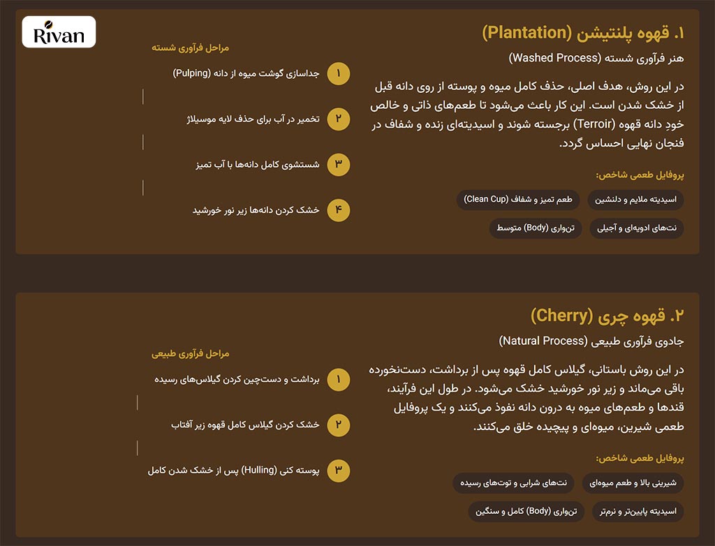 مقایسه قهوه عربیکا هند پلنتیشن و چری Plantation India coffee versus Arabica Cherry India coffee مقایسه قهوه عربیکا هند پلنتیشن و چری