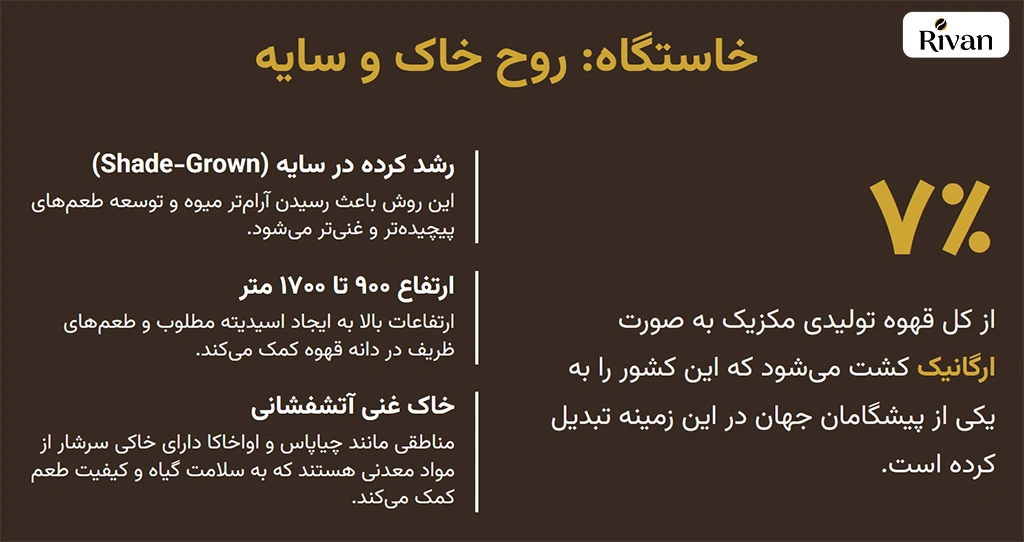 جایگاه قهوه مکزیک در جهان