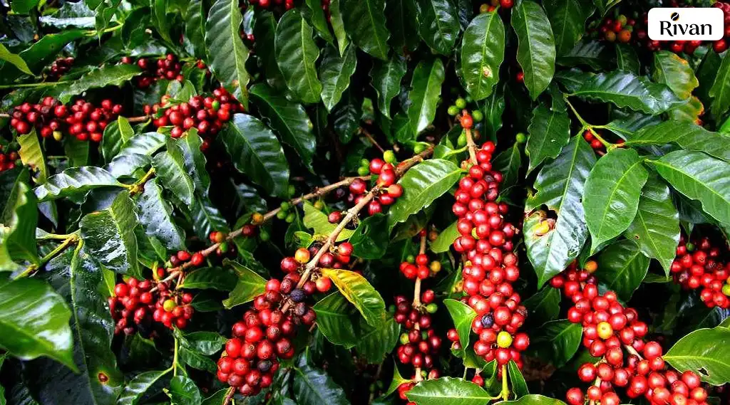 درخت قهوه عربیکا اوگاندا uganda arabica coffee tree درخت قهوه عربیکا اوگاندا